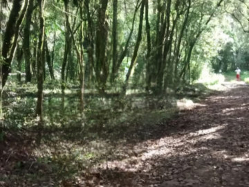 Fortes Im�veis Vende �rea com 15,6 Hectares em Maquin�/RS